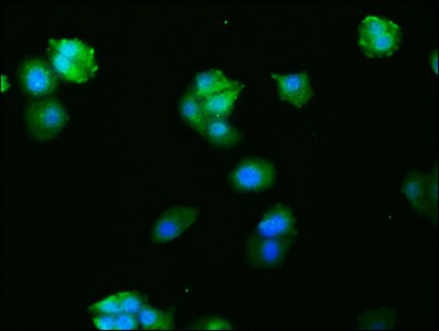 c-Fos Antibody (14C10)