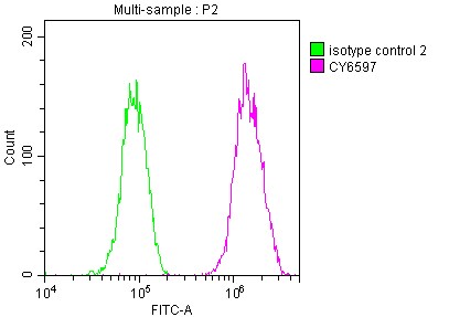 Fatty Acid Synthase/FASN Antibody (2A5)