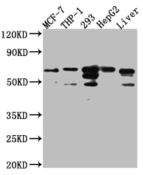 FAAH Antibody (8G3)