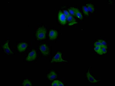 ErbB3/Her3 Antibody (6F6)