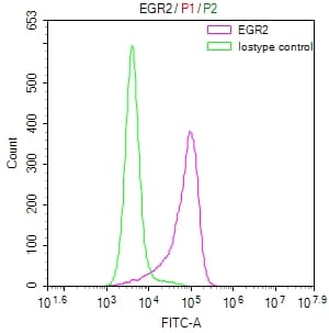 EGR2 Antibody (27C3)