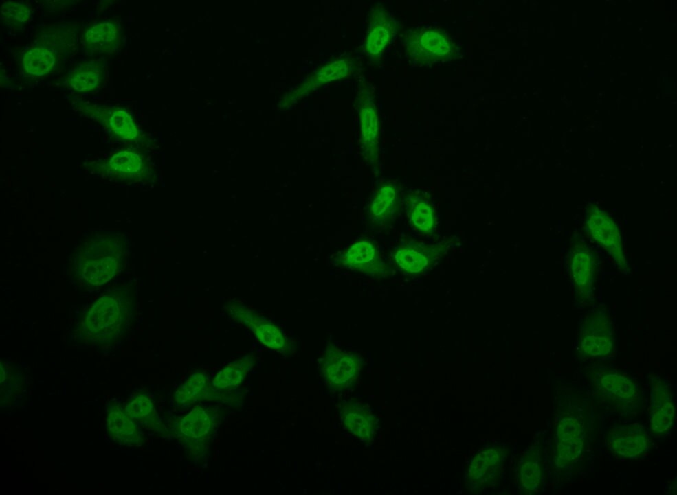 E2F-4 Antibody (24E12)