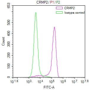CRMP2 Antibody (20D8)
