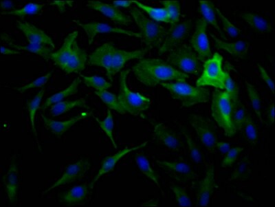 Dynamin 2 Antibody (1D8)