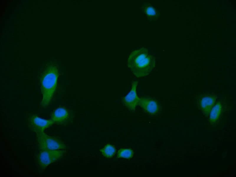 HDJ2 Antibody (23C6)