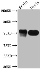 PSD-95 Antibody (1H4)
