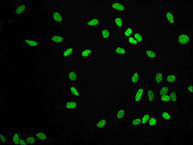 Histone H3.1 [Dimethyl Lys9] Antibody (1A10)