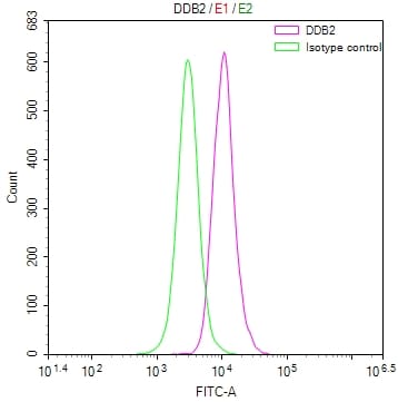 XPE/DDB2 Antibody (24E5)