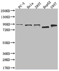 DBF4 Antibody (24D8)