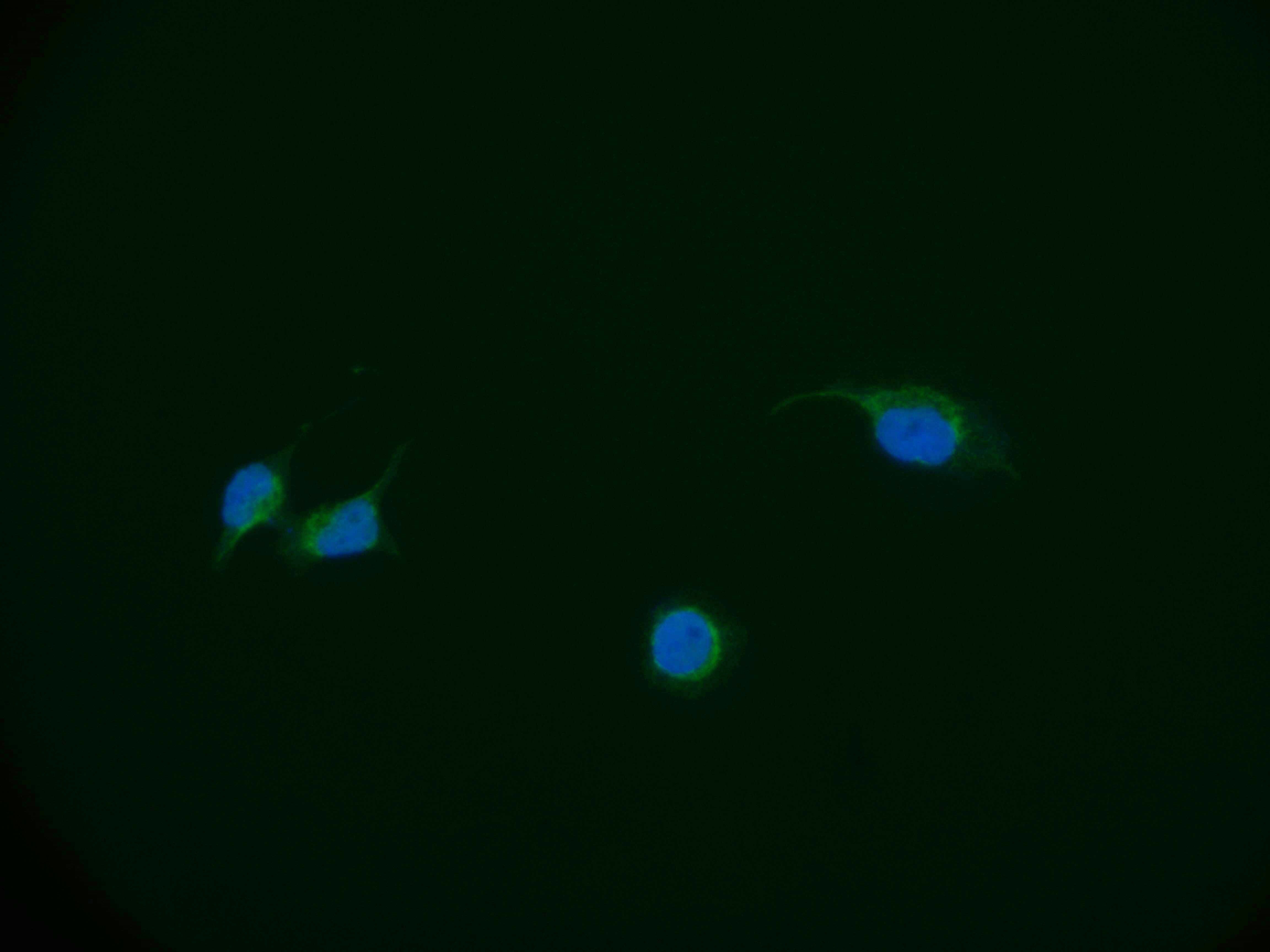 DBF4 Antibody (24D8)