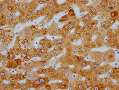 Cytochrome P450 3A4 Antibody (10B10)
