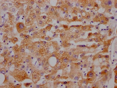 Cytochrome P450 3A4 Antibody (10B10)