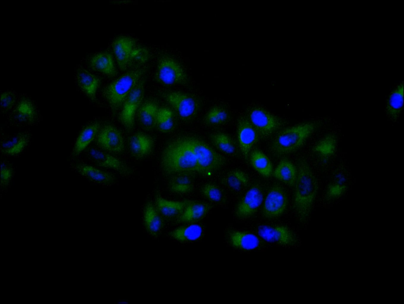 Aromatase Antibody (1H1)