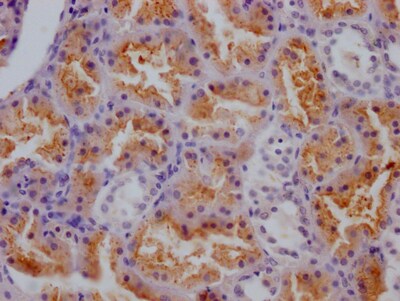 Cathepsin S Antibody (9B10)