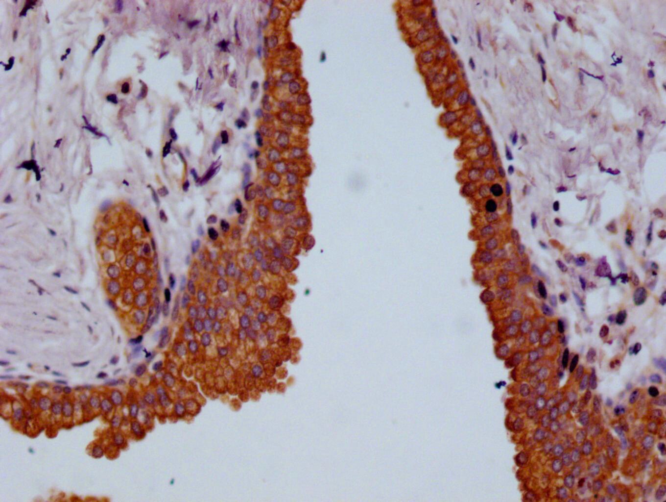 beta Casein Antibody (29D6)