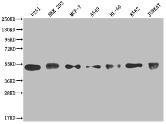 COP9 Antibody (3F9)