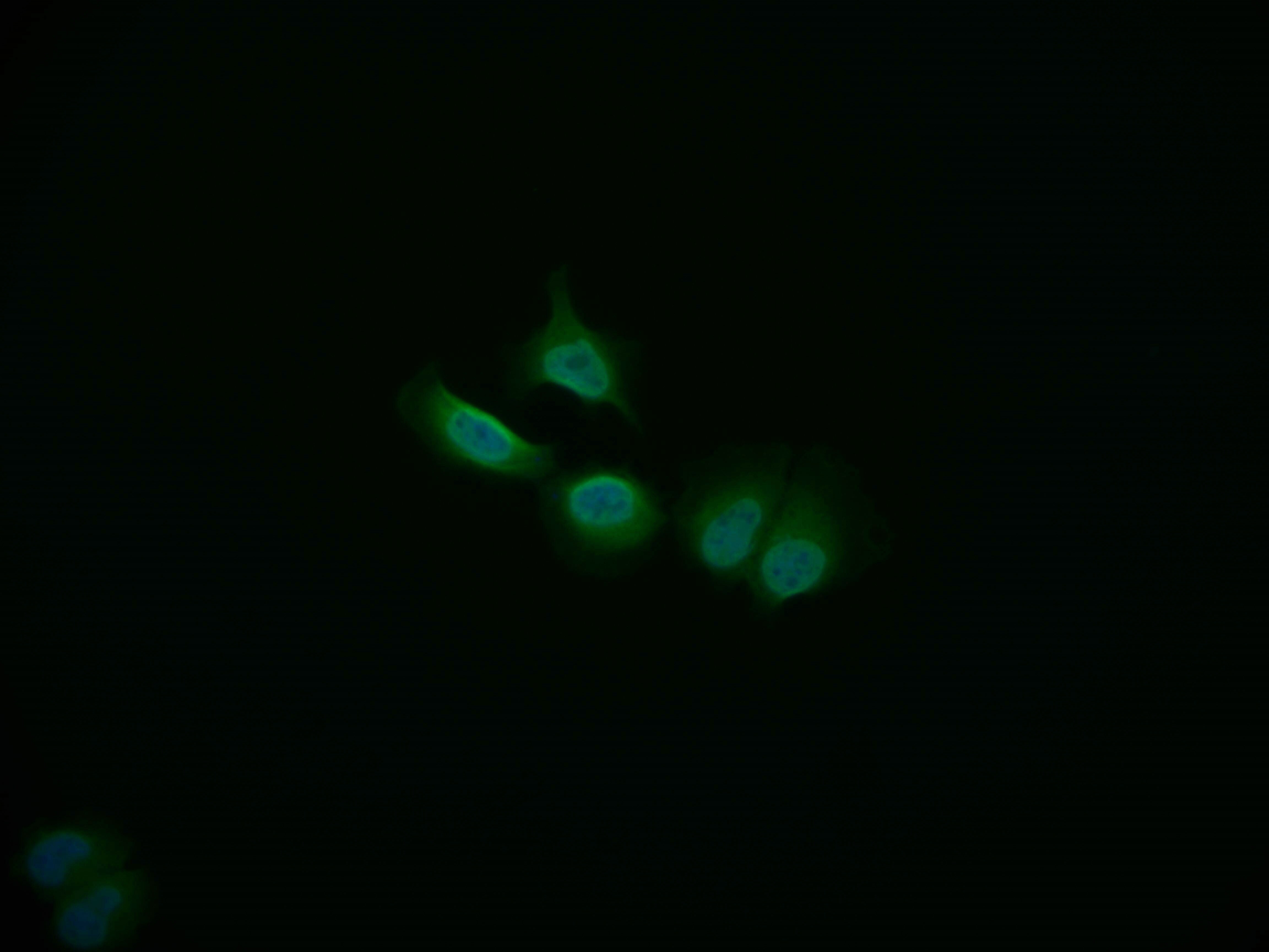 COP9 Antibody (3F9)