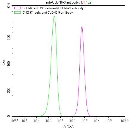 Claudin-6 Antibody (9H8)
