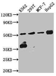 Chk1 Antibody (2F2)