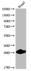 Cdx1 Antibody (11E10)