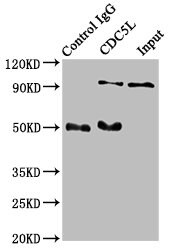CDC5L Antibody (1E3)