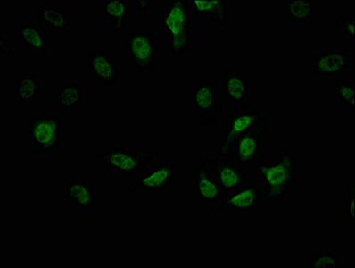 CDC5L Antibody (1E3)