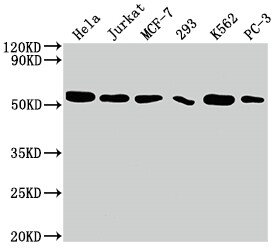 CDC37 Antibody (10C3)