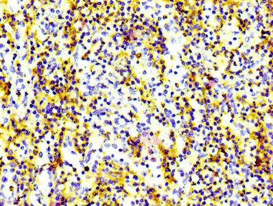 CD97 Antibody (3A7)