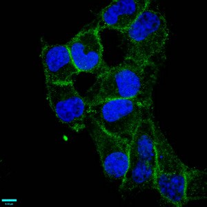 CD97 Antibody (3A7)