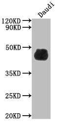 CD48/SLAMF2 Antibody (7E1)