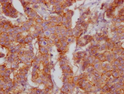 CD46 Antibody (7D12)