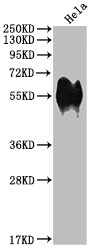 CD46 Antibody (7D12)