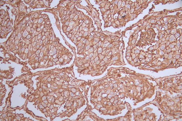 CD44 Antibody (19H12)