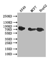CD44 Antibody (19H12)