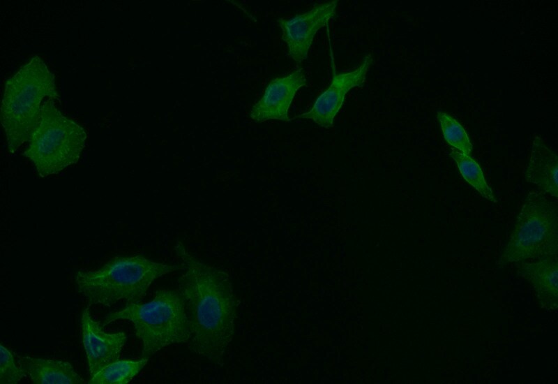 CD44 Antibody (19H12)