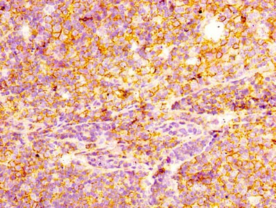 CD44 Antibody (4B7)