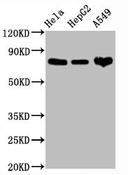 CD44 Antibody (4B7)