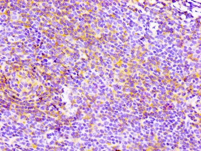 CD4 Antibody (2B7)