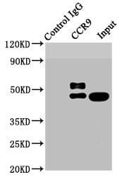 CCR9 Antibody (4G2)