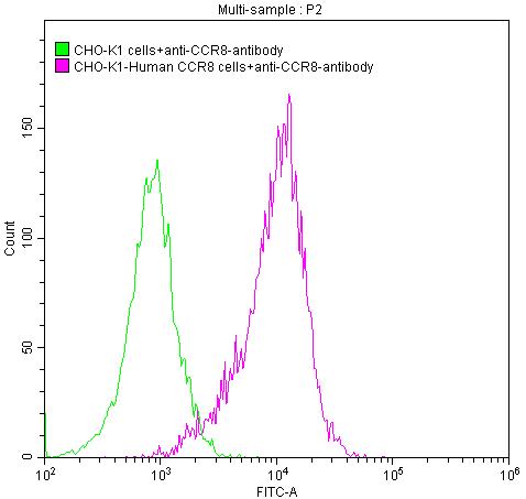 CCR8 Antibody (6B12)