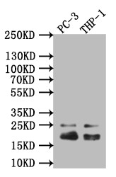 Caveolin-1 Antibody (2A7)