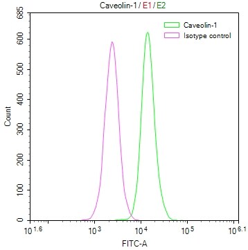 Caveolin-1 Antibody (2A7)