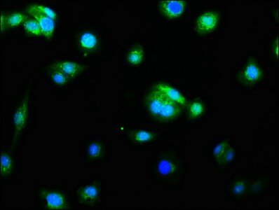 Caspase-9 Antibody (2D5)