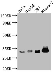 Caspase-3 Antibody (5B2) - Pro