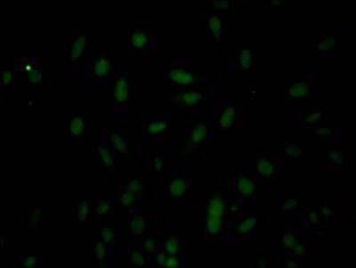 Caspase-3 Antibody (5B2) - Pro