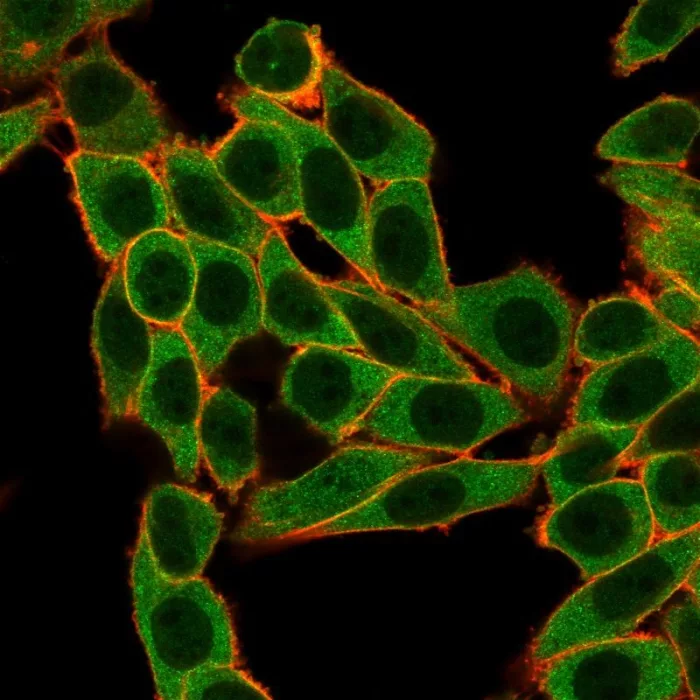 SNW1 Antibody (PCRP-SNW1-1C12)