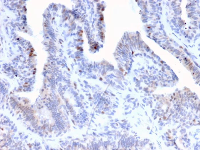 LRH-1/NR5A2 Antibody (PCRP-NR5A2-1B8)