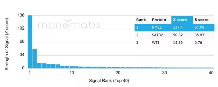 NM23-H2/NME2 Antibody (NME2/6433)