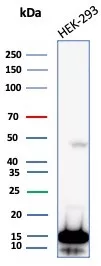 NM23-H2/NME2 Antibody (NME2/6434)