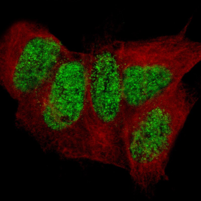 CUTL2 Antibody (CL14332)